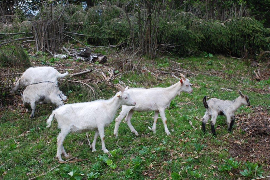 Farm Stay Dolinar Krainer โบฮินิสกา เบลา ห้อง รูปภาพ